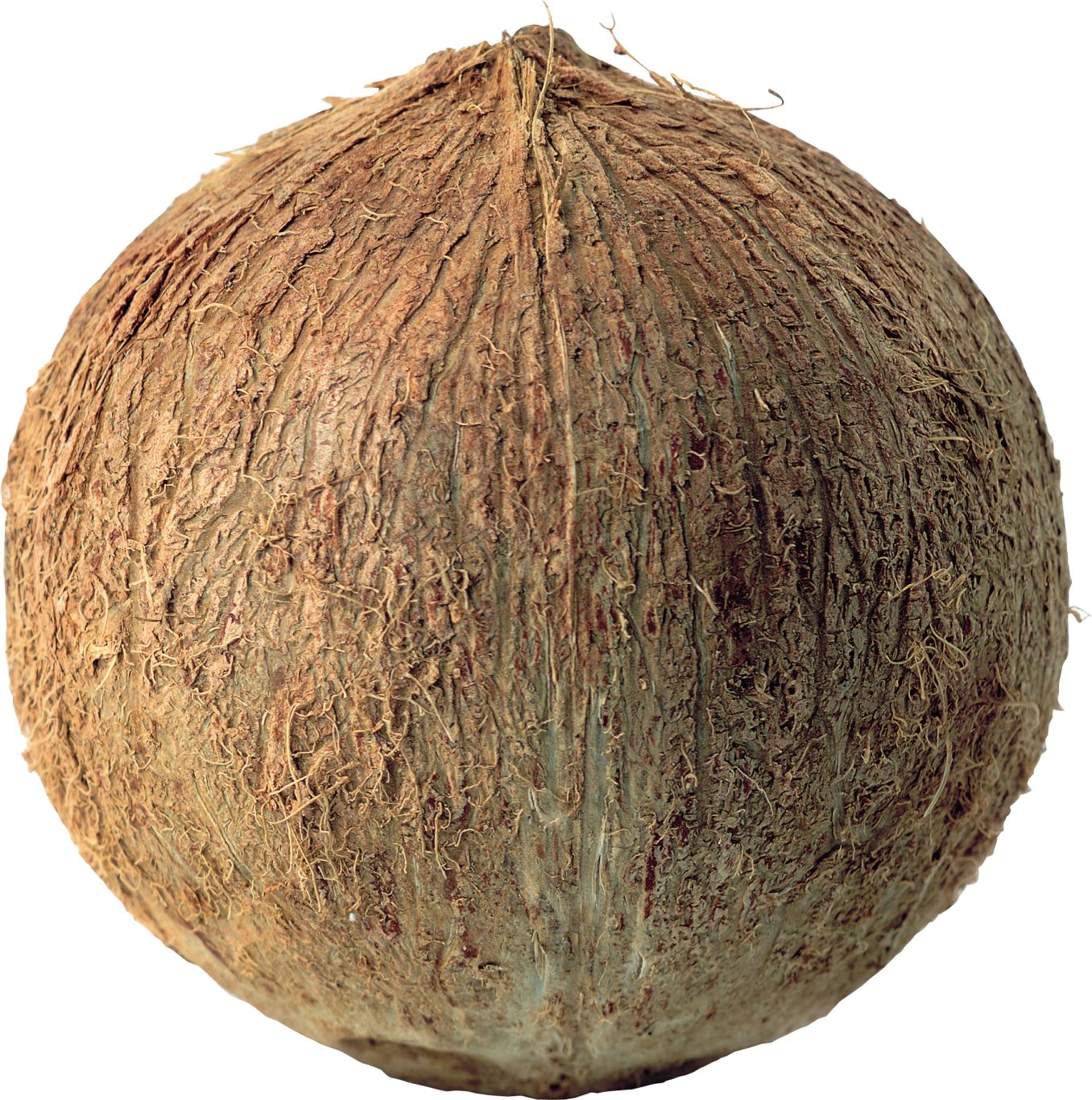 Coconut PNG image    图片编号:9145