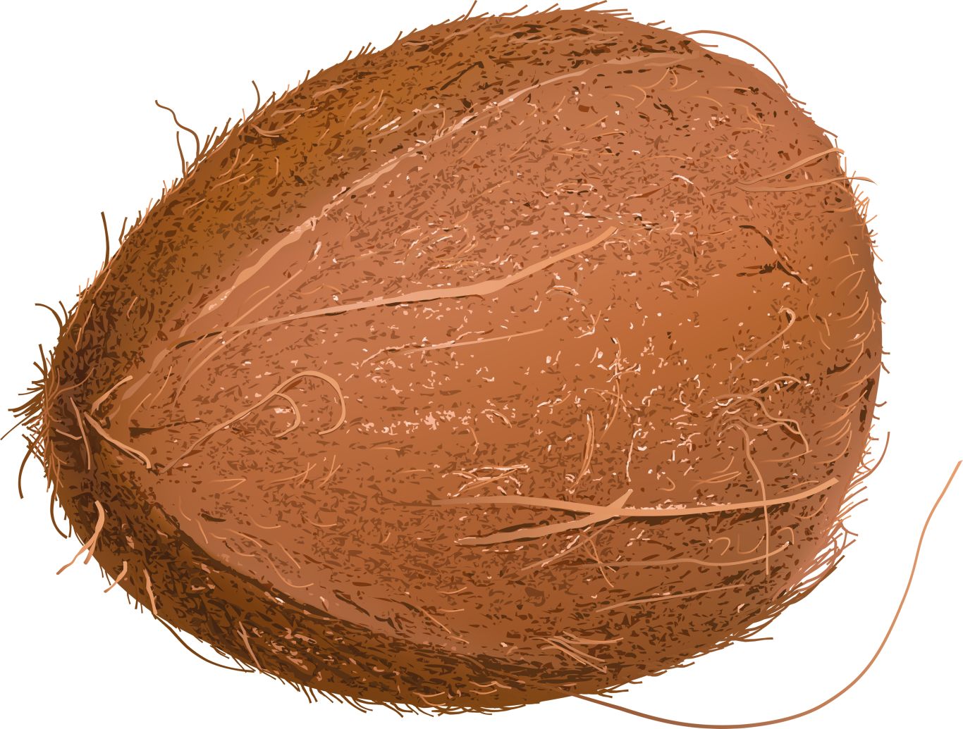 Coconut PNG image    图片编号:9147