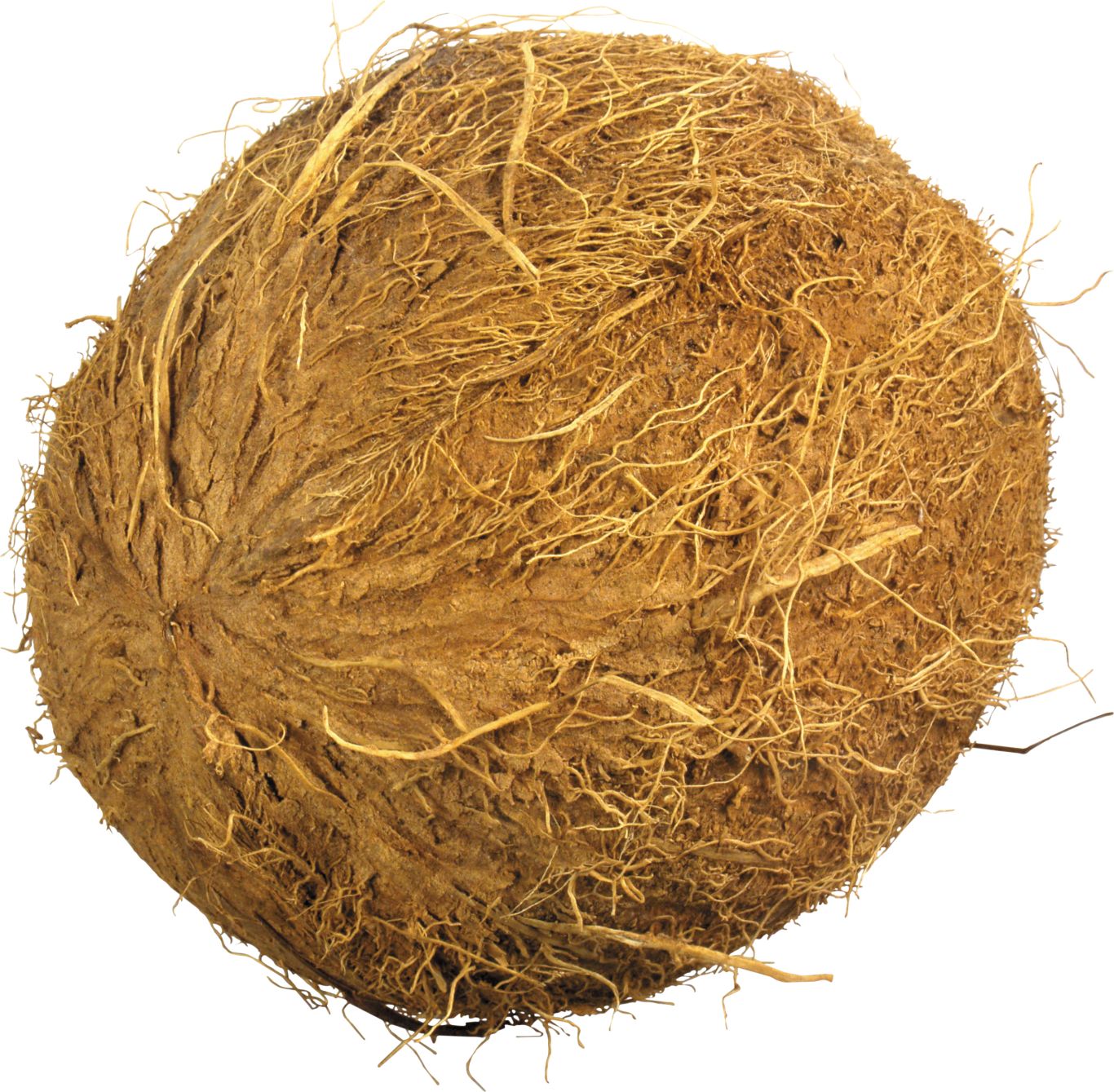 Coconut PNG image    图片编号:9148