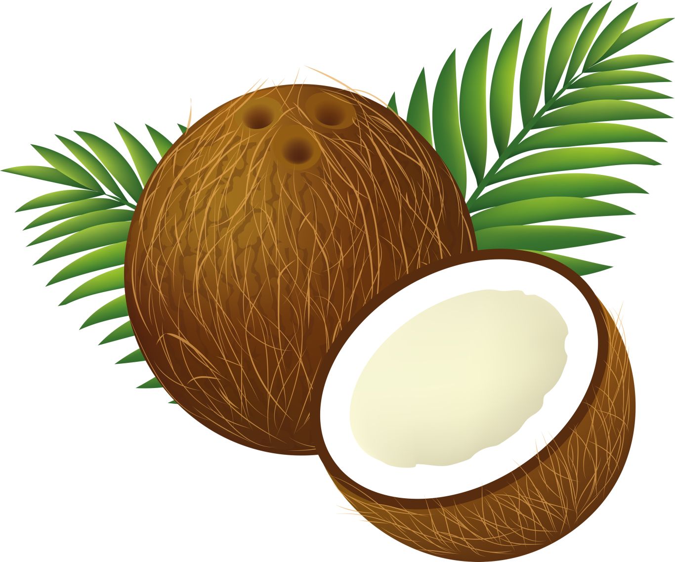 Coconut PNG image    图片编号:9151