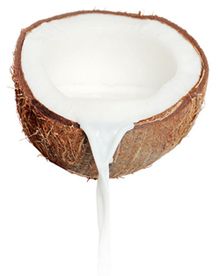 Coconut PNG image    图片编号:9152