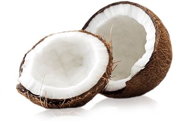 Coconut PNG image    图片编号:9155