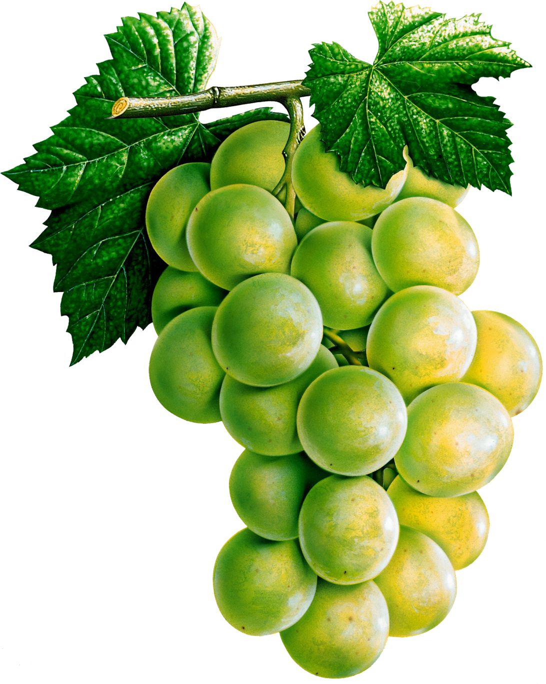 Grape PNG image    图片编号:2978