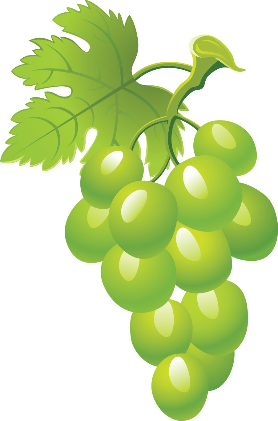 Green grape picture PNG image    图片编号:2986