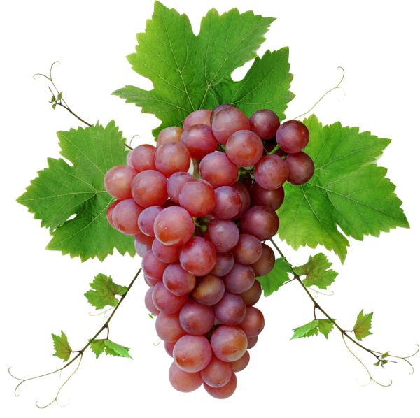 Grape PNG image download, free picture    图片编号:511