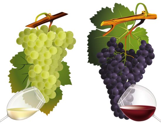 Grape PNG image download, free picture    图片编号:512