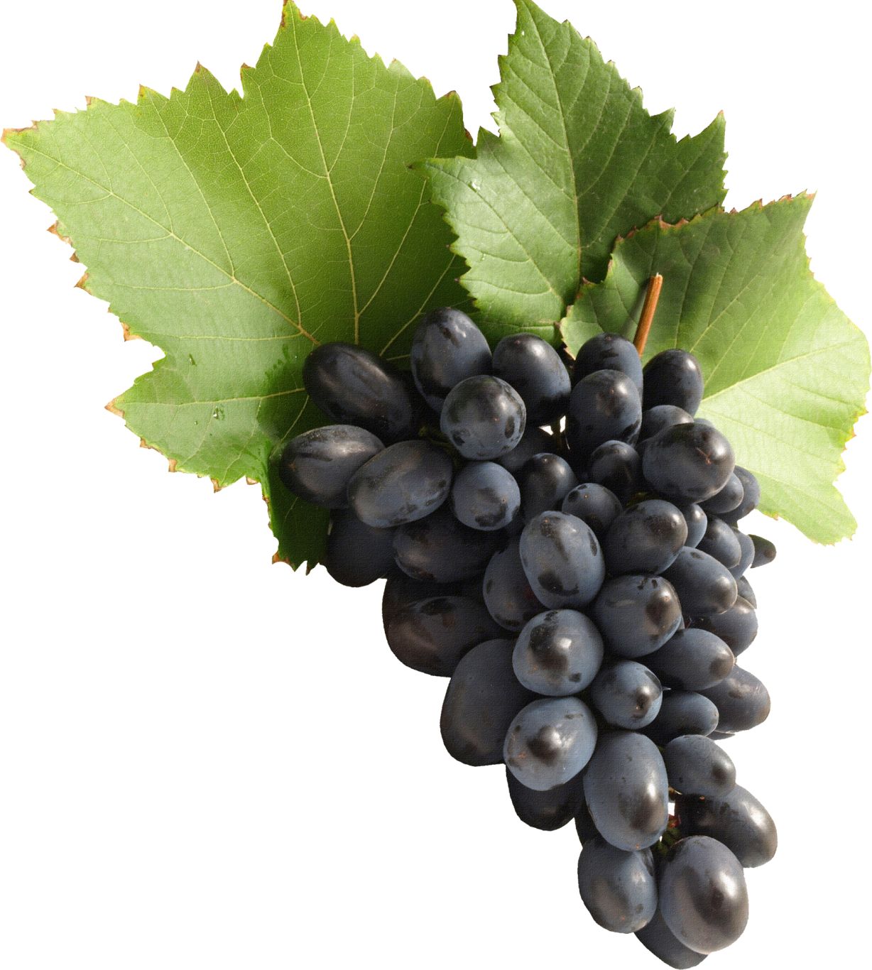 Grape PNG image download, free picture    图片编号:517