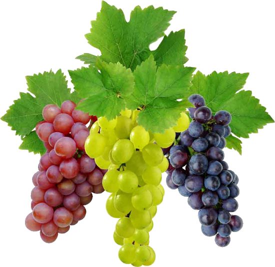 Grape PNG image download, free picture    图片编号:521