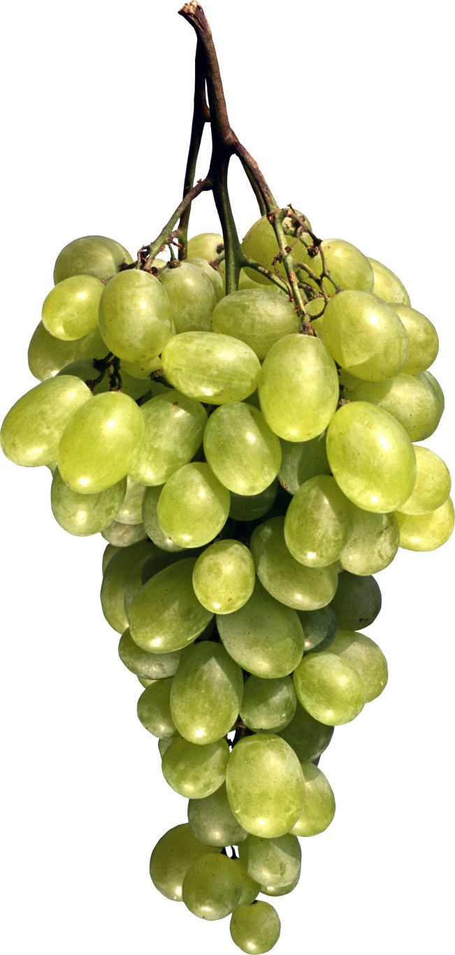 Grape PNG image download, free picture    图片编号:522