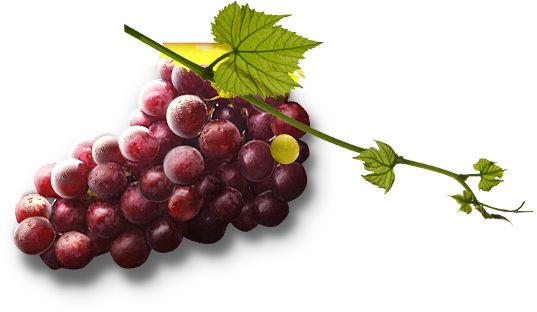 Grape PNG image download, free picture    图片编号:523