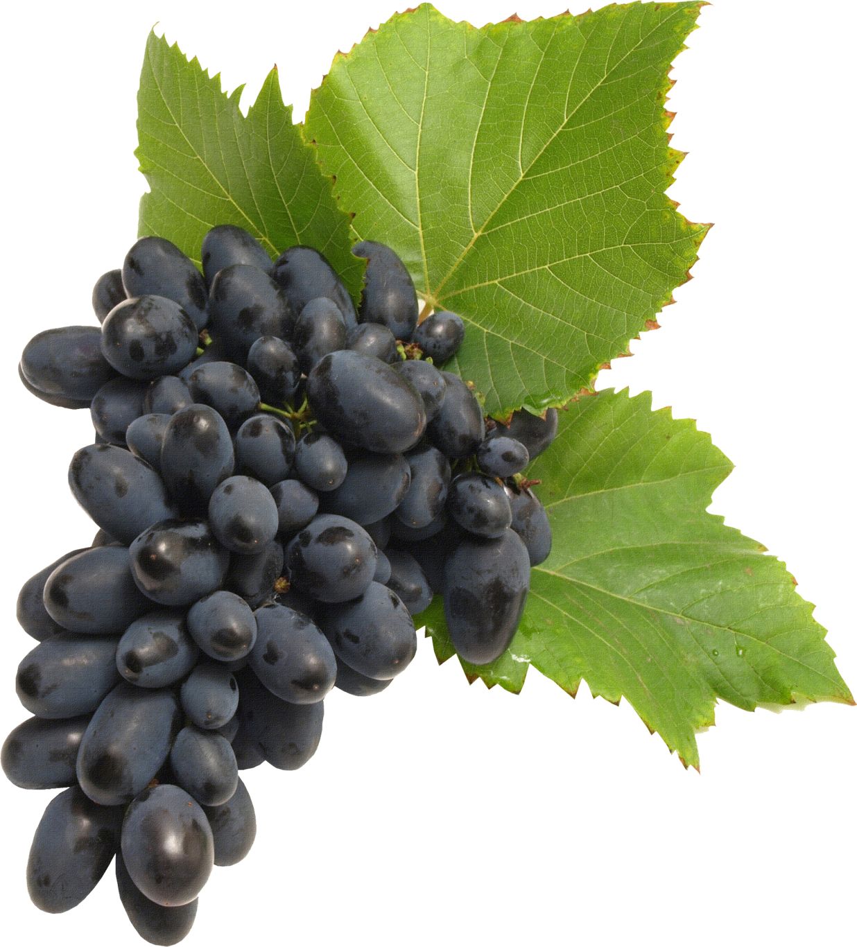 Grape PNG image download, free picture    图片编号:525