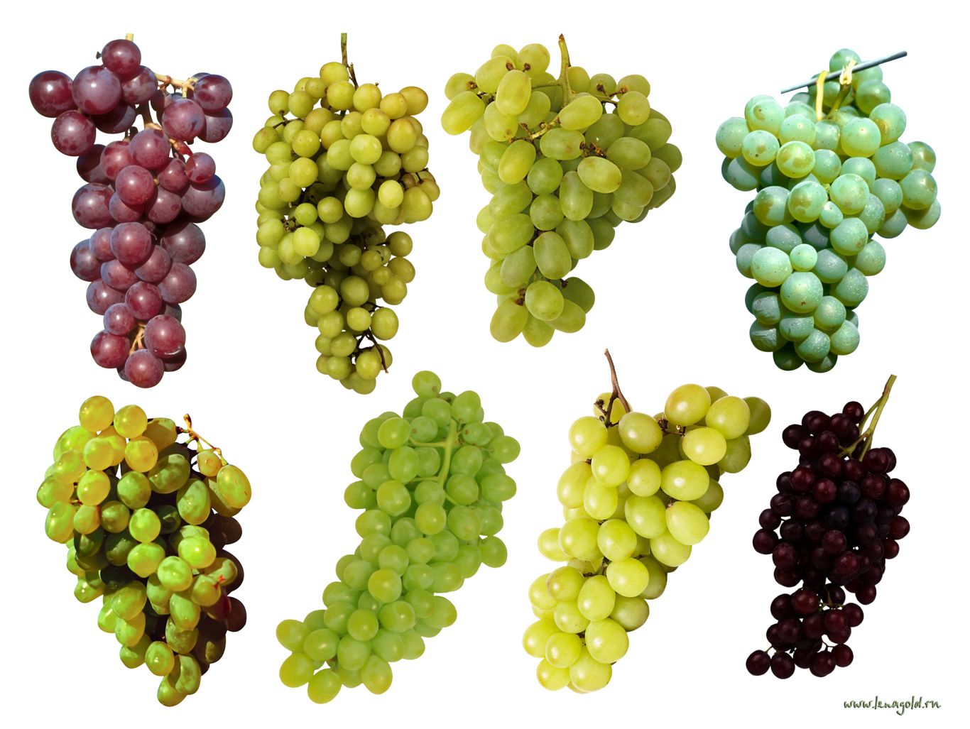 Grape PNG image download, free picture    图片编号:536