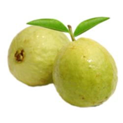 Guava PNG    图片编号:73162