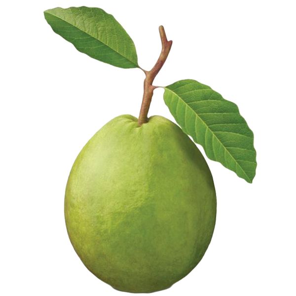 Guava PNG    图片编号:73166