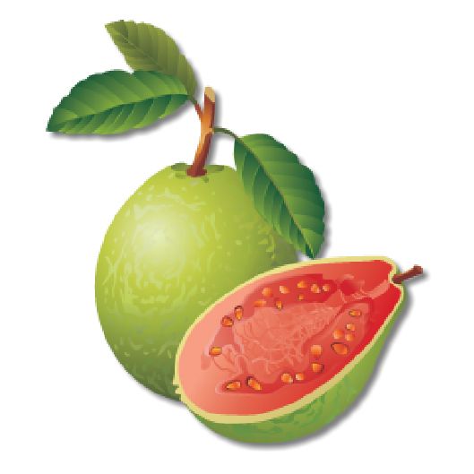 Guava PNG    图片编号:73181