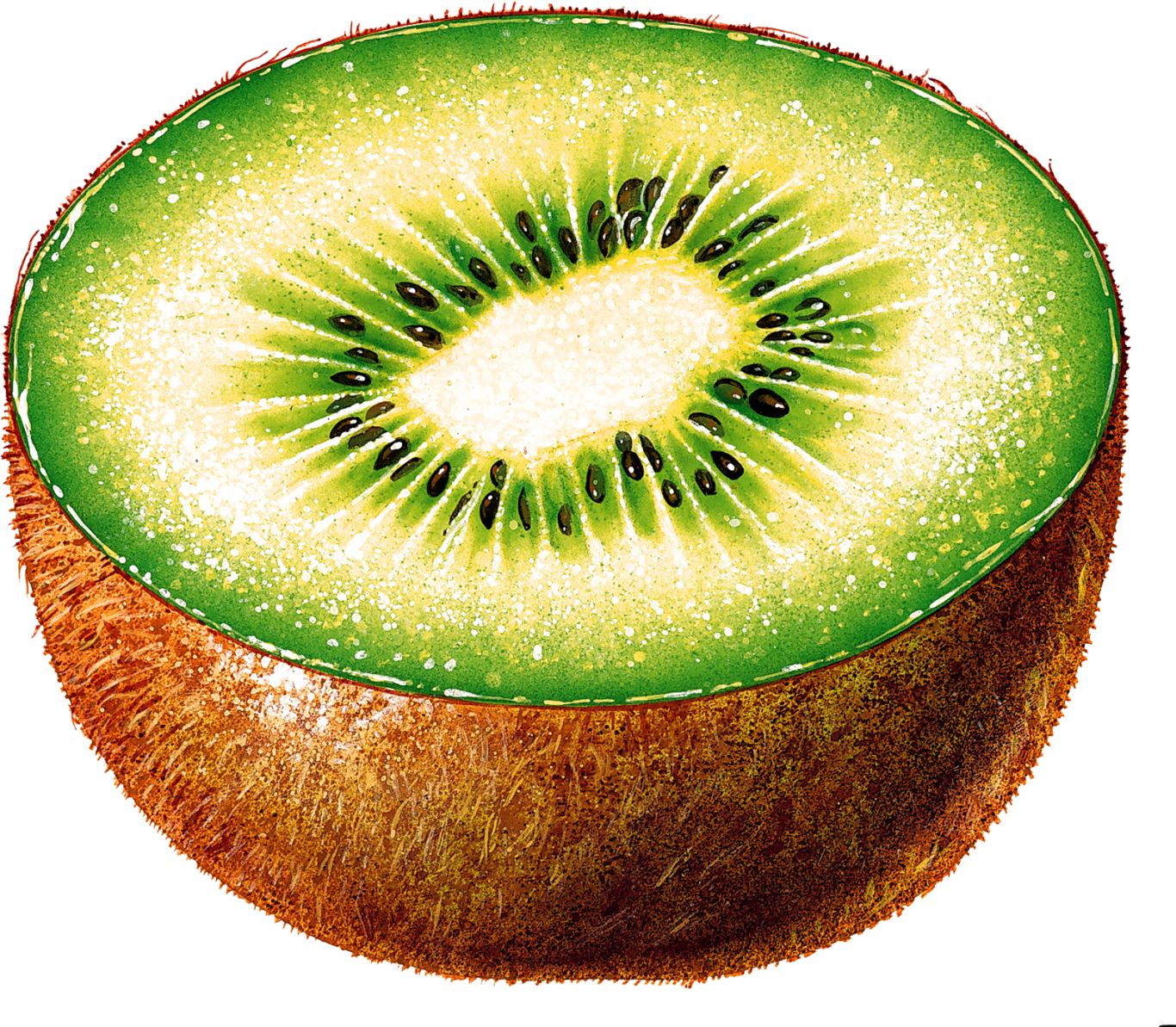 Kiwi PNG image, free fruit kiwi PNG pictures download    图片编号:4010