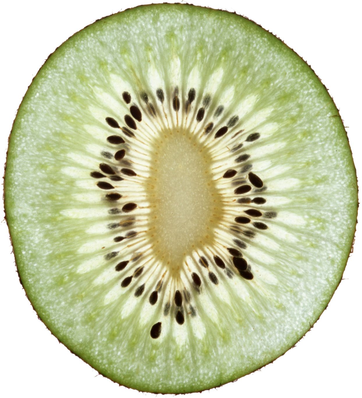 Kiwi PNG image, free fruit kiwi PNG pictures download    图片编号:4032