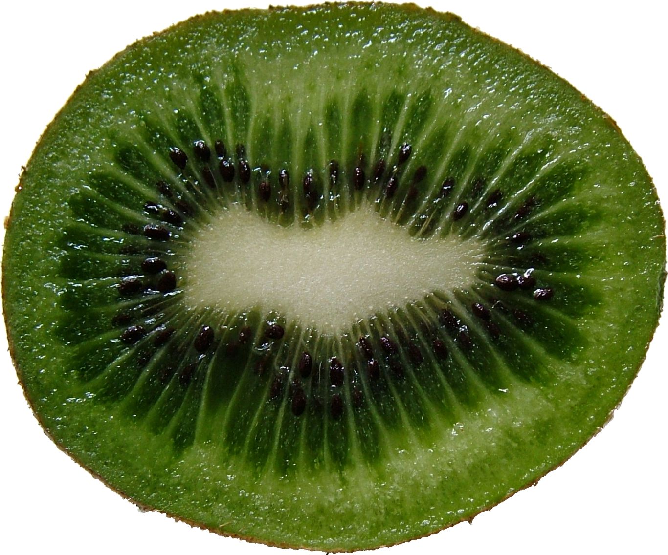 Green cutted kiwi PNG image    图片编号:4040