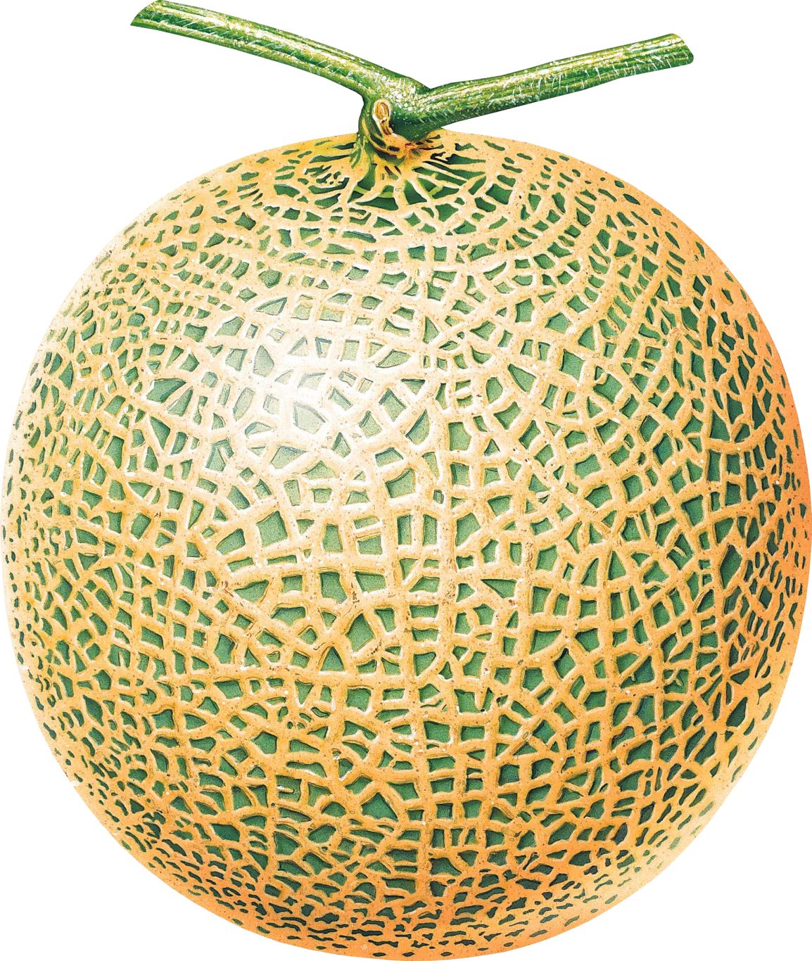 Melon PNG    图片编号:14358