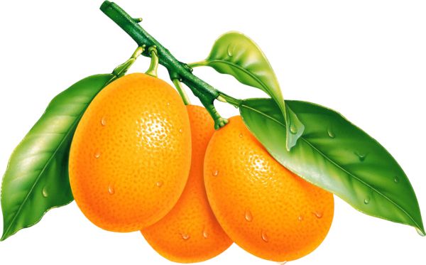 Oranges with leaves on branch PNG    图片编号:793
