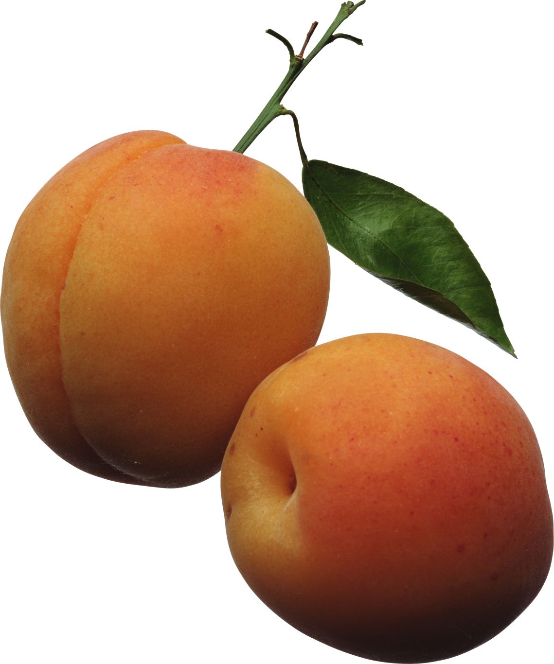 Peach PNG image    图片编号:4834