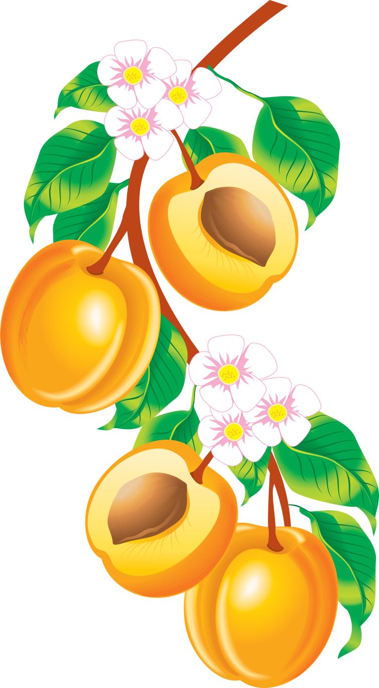 Peach PNG image    图片编号:4842