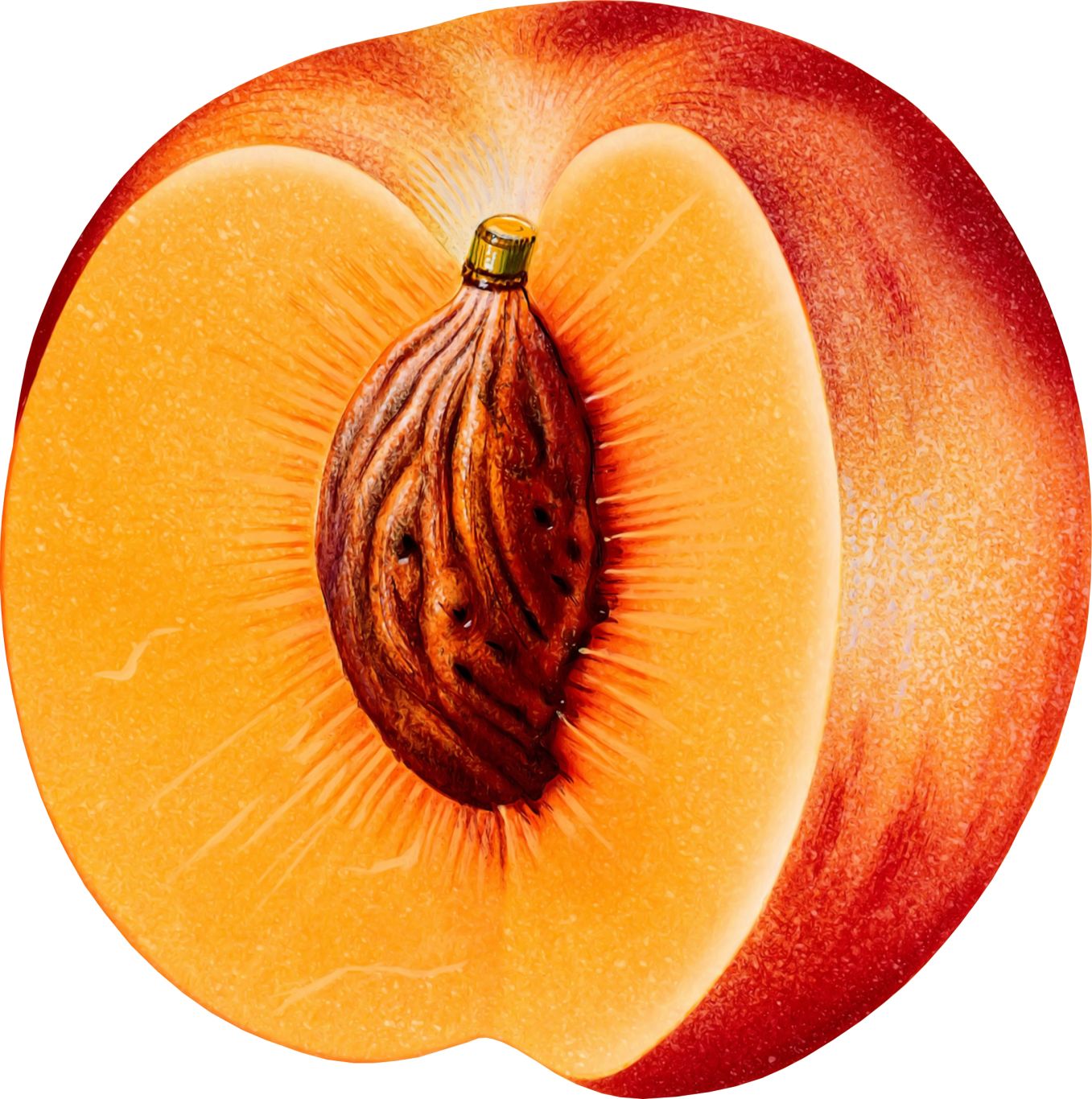 Peach PNG image    图片编号:4866