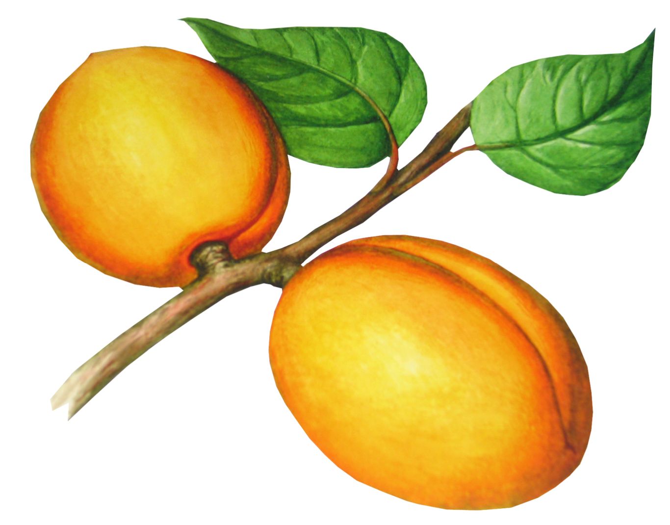 Peach PNG image    图片编号:4911