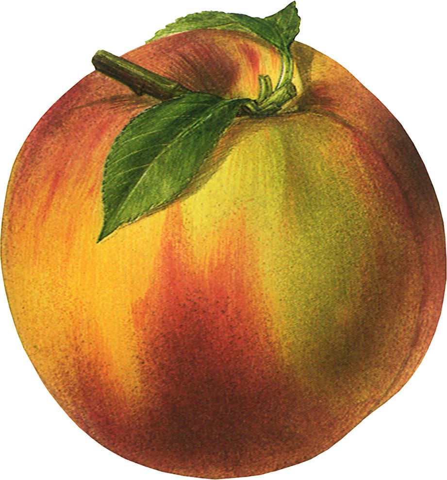Peach PNG image    图片编号:4910