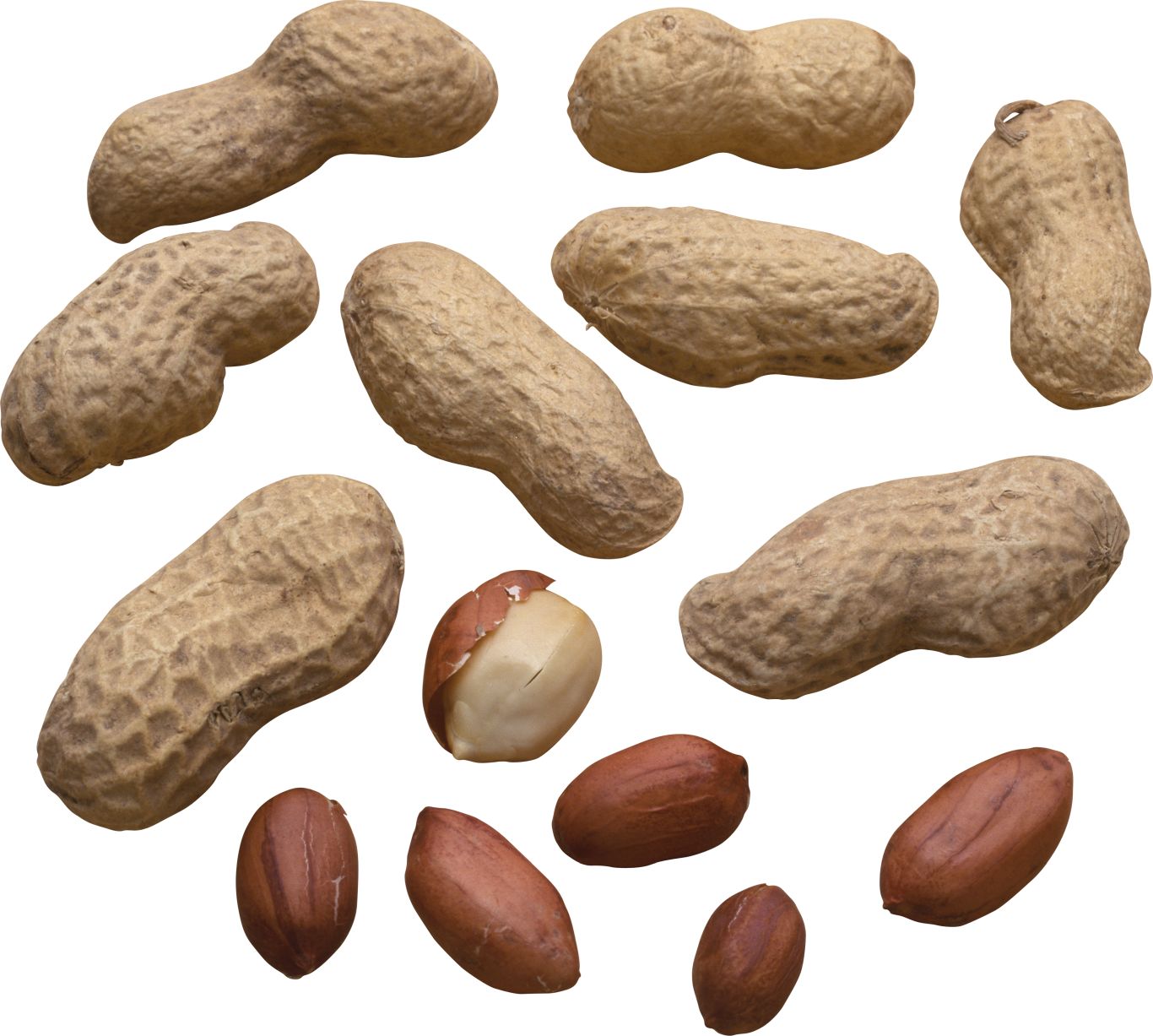 Peanut PNG    图片编号:56818