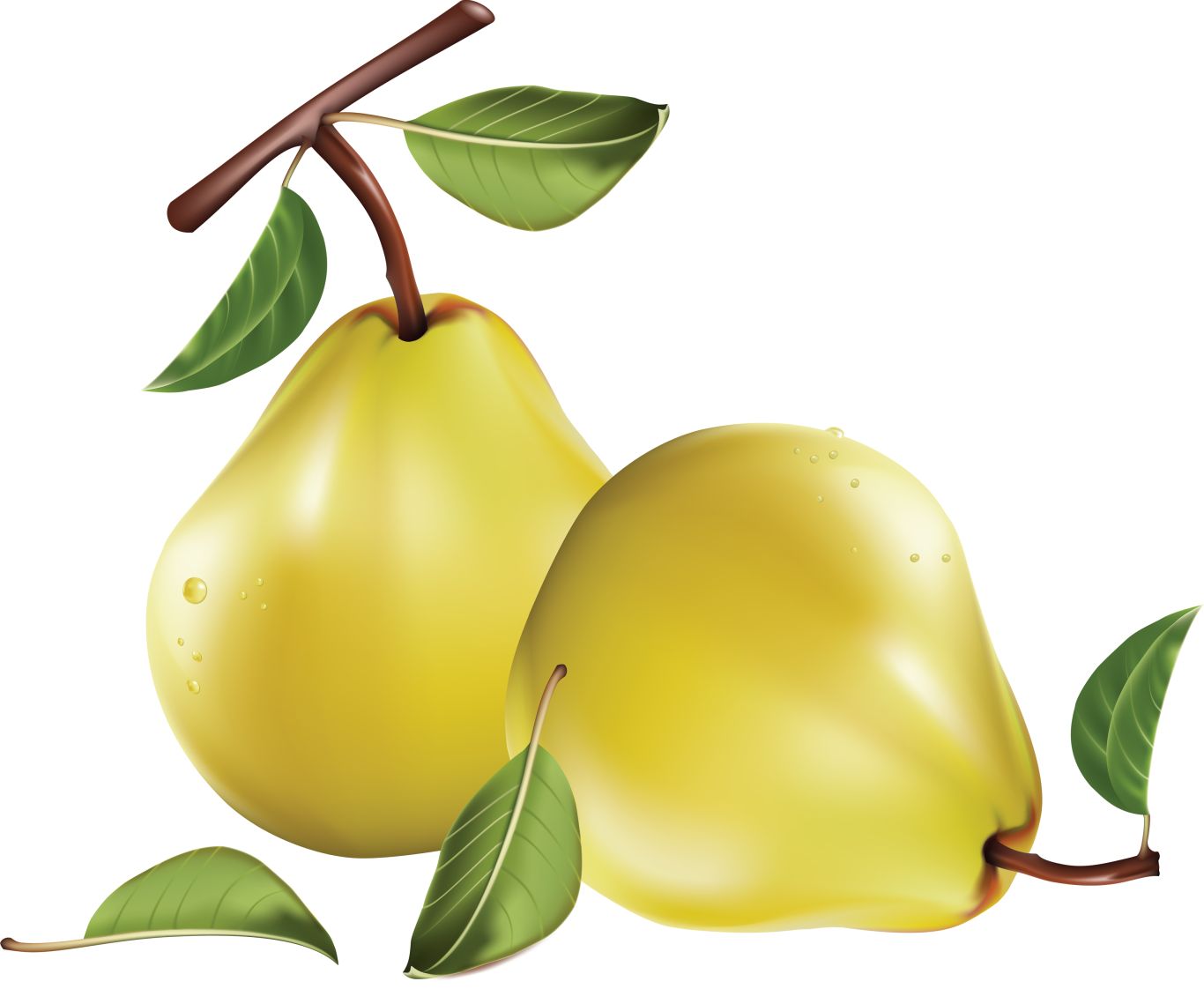 Pear PNG image    图片编号:3446