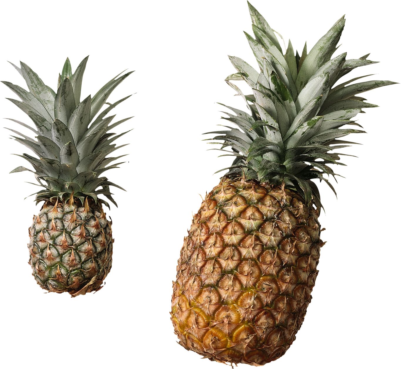Pineapple PNG image, free download    图片编号:2731
