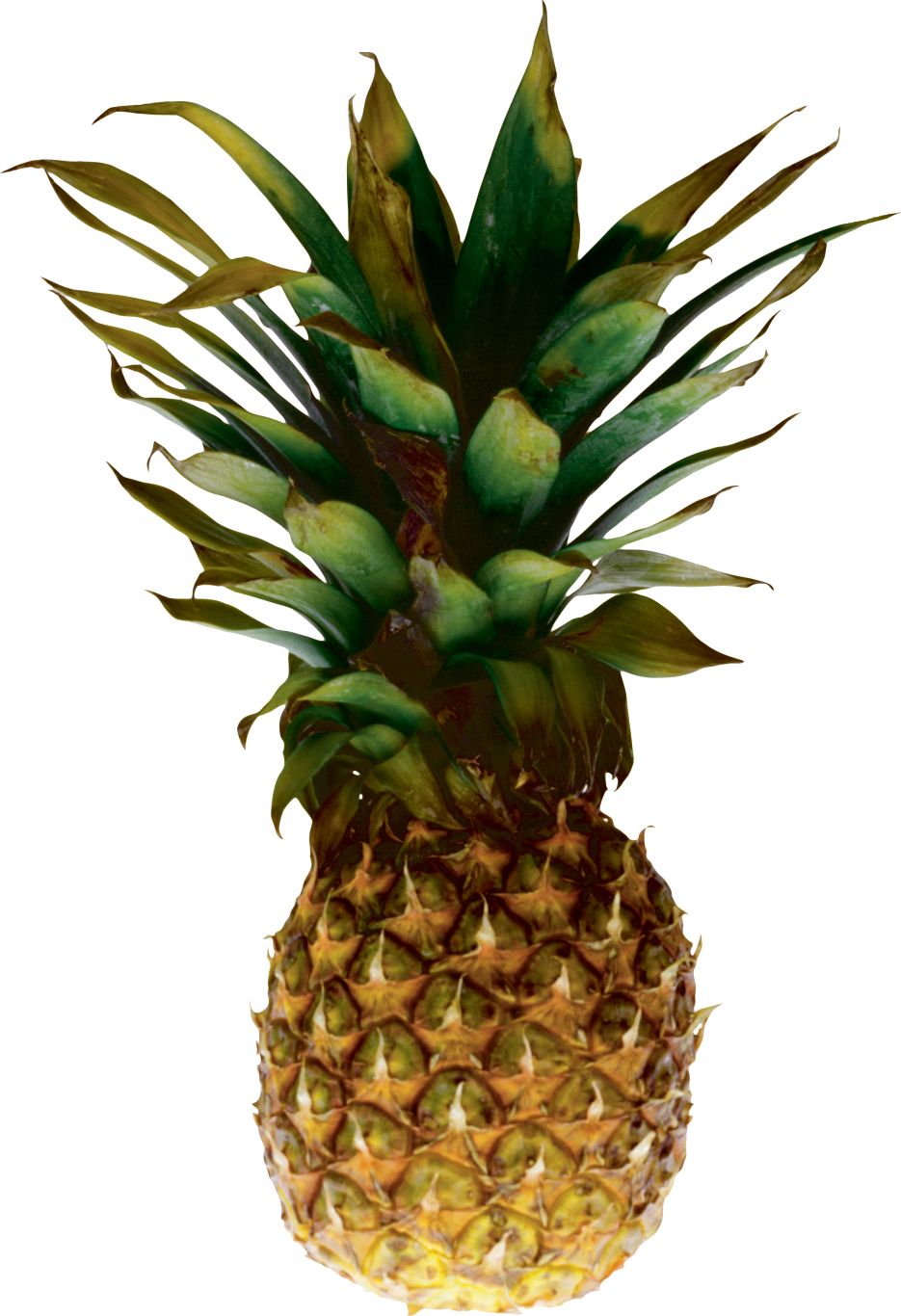 Pineapple PNG image, free download    图片编号:2738