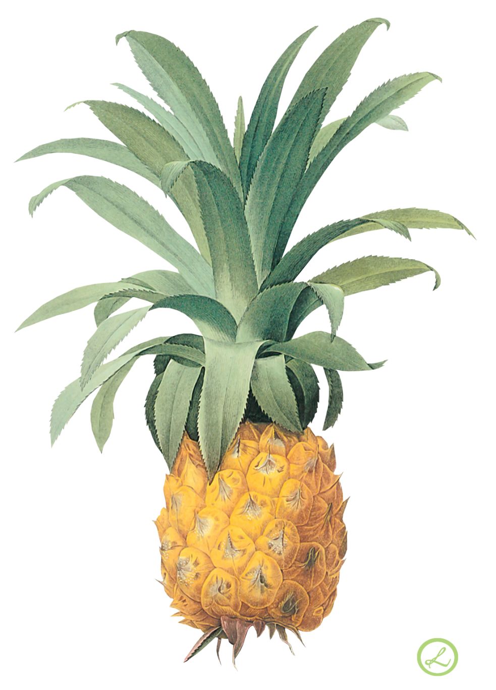 Pineapple PNG image, free download    图片编号:2744