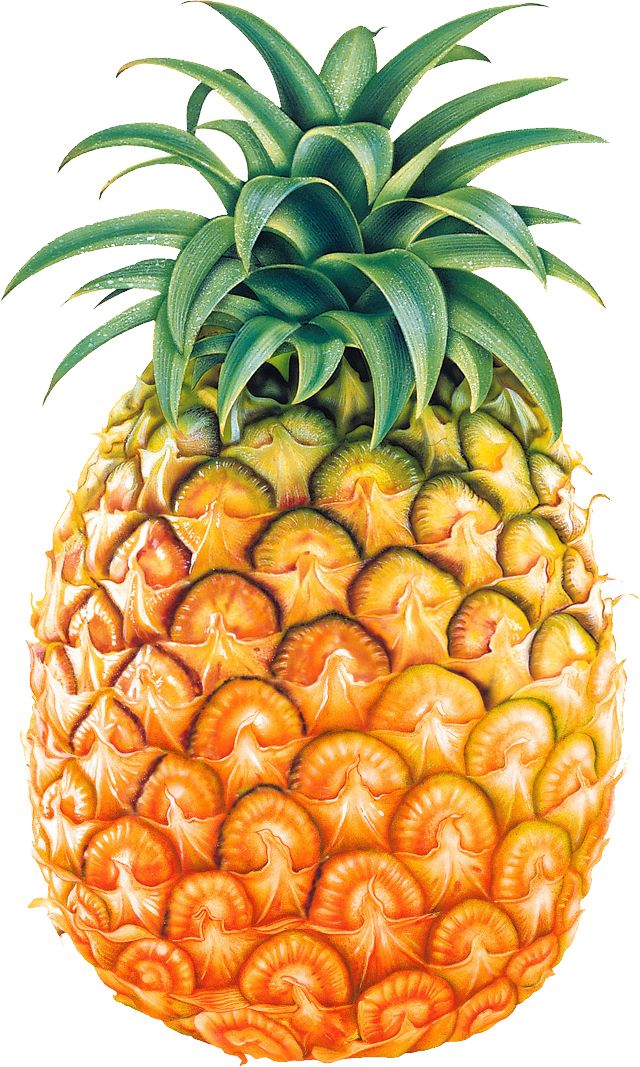 Pineapple fruit PNG image    图片编号:2759