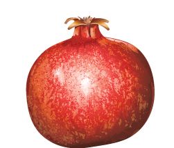 Pomegranate PNG image    图片编号:8651
