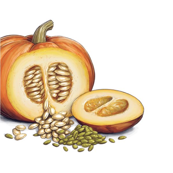Pumpkin seeds PNG    图片编号:73003