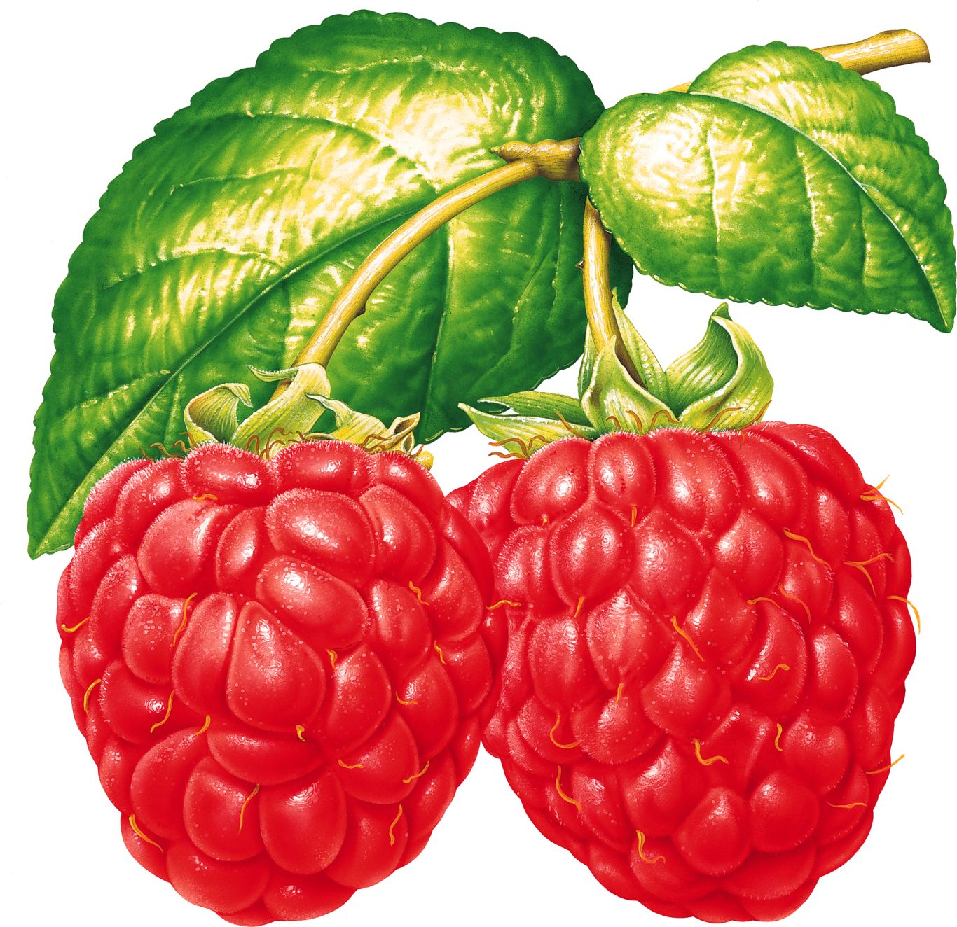 Rraspberry PNG image    图片编号:5053