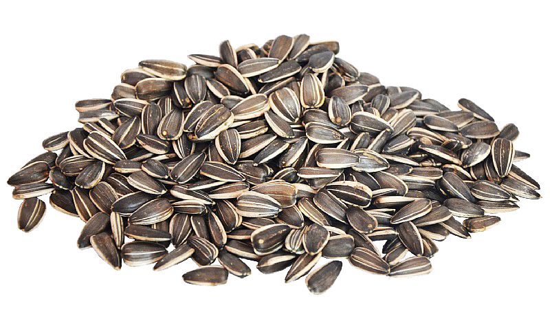 Sunflower seeds PNG    图片编号:42962