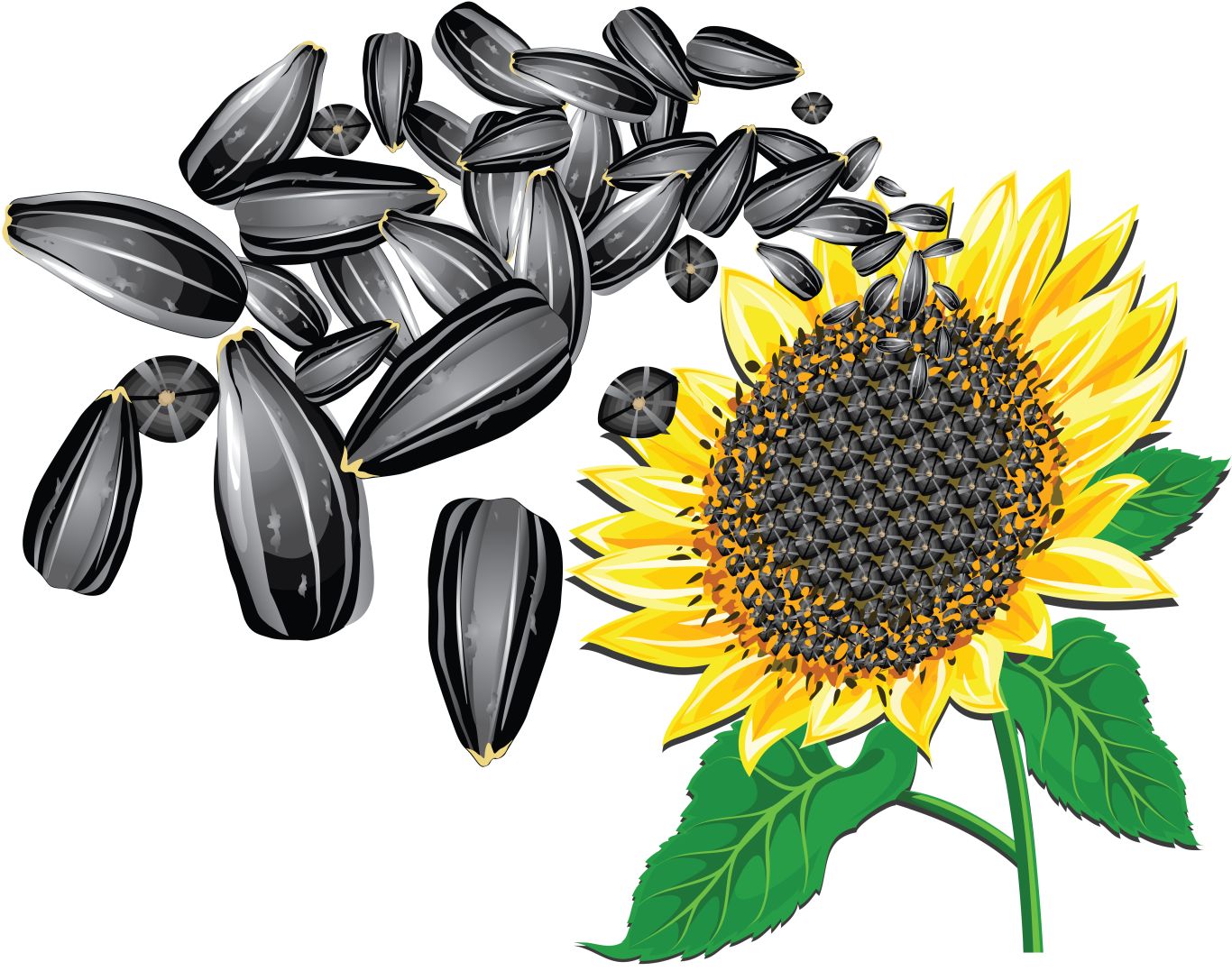 Sunflower seeds PNG    图片编号:42933