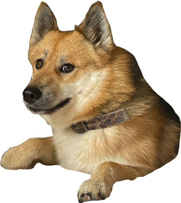 Doge (meme) PNG image    图片编号:104502