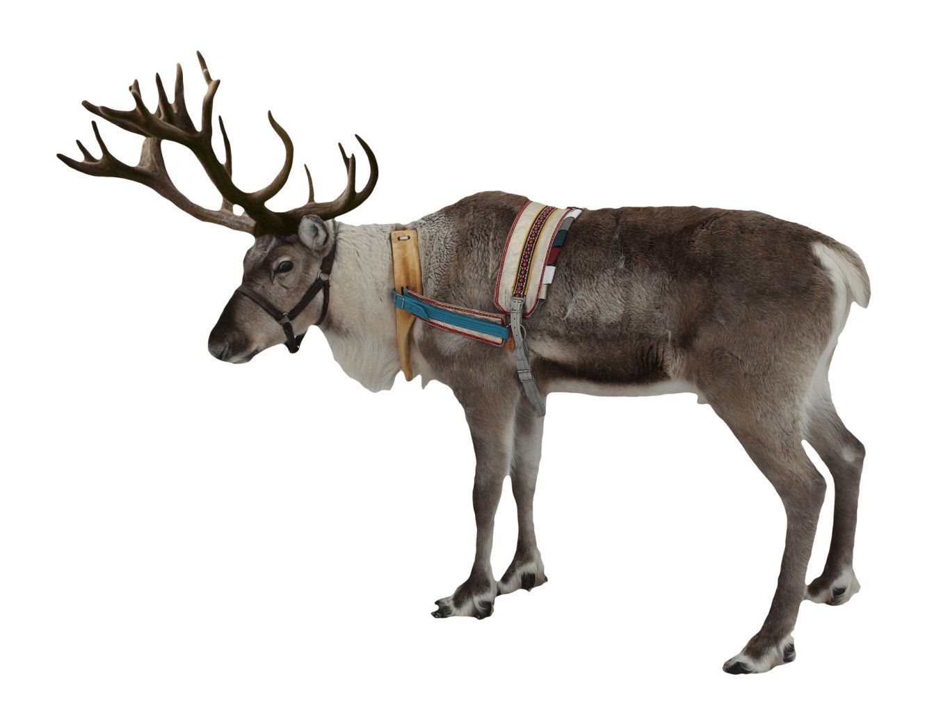 Santa Claus's reindeer PNG    图片编号:94896