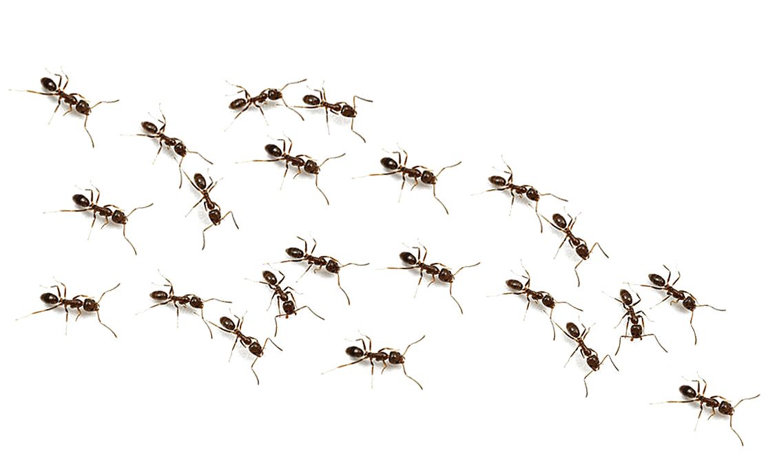 ants PNG    图片编号:19357