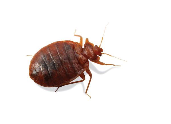 Bed bug PNG    图片编号:51953
