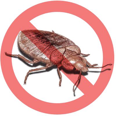 Bed bug PNG    图片编号:51954