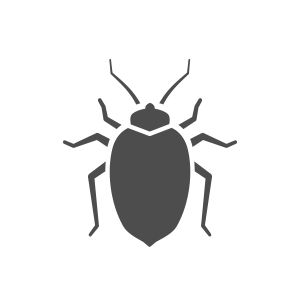 Bed bug PNG    图片编号:51955