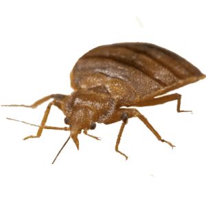 Bed bug PNG    图片编号:51956