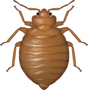 Bed bug PNG    图片编号:51957