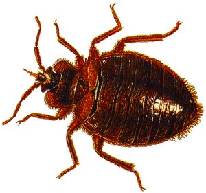 Bed bug PNG    图片编号:51958
