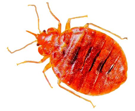 Bed bug PNG    图片编号:51959